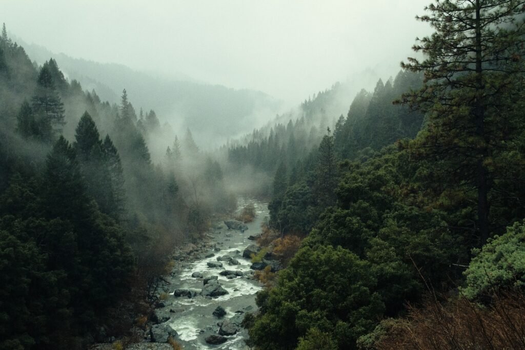 Aerial view of a forest
